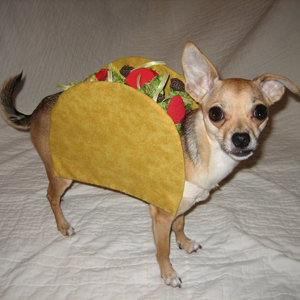 taco-pet-costume-msc