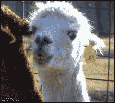 llama-stare-gif